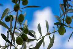 新鲜的成熟的橄榄挂橄榄树分支