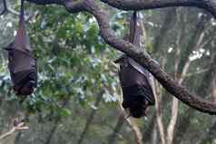 蝙蝠新加坡动物园mandai湖新加坡
