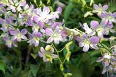 紫罗兰色的花兰花国家兰花花园新加坡