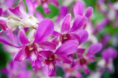 紫罗兰色的花兰花国家兰花花园新加坡