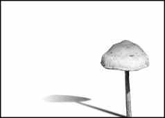林地真菌蘑菇下降影子减少孤立的
