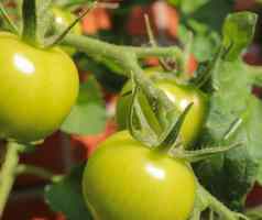 农业概念大绿色西红柿布什日益增长的