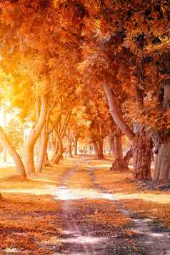美丽的秋天公园阳光明媚的一天