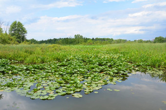 绿色莉莉垫水湿地环境