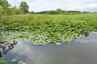 绿色莉莉垫水湿地环境