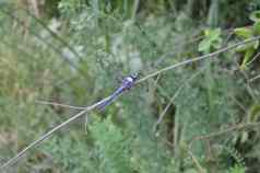 蓝色的蜻蜓昆虫树分支坚持