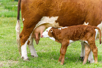 小腿喝牛奶来自妈妈。牛新生儿小腿绿色草草地