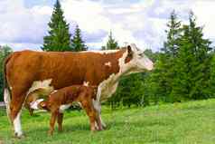 小腿喝牛奶来自妈妈。红色的牛角新生儿小腿绿色草草地