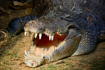 美国鳄鱼鳄鱼密西西比州被称为用通俗语短吻鳄常见的鳄鱼大鳄鱼的爬行动物流行东南部曼联州