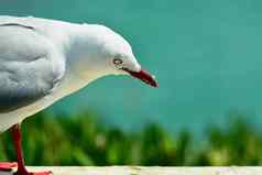特写镜头肖像red-beaked金常见的海鸥海岸红嘴海鸥发现新西兰海岸