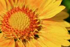 特写镜头照片开花天人菊属植物阿索纳太阳天人菊属植物arizonica生动的红色的黄色的花