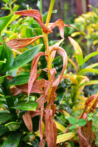 关闭莉莉植物阀杆<strong>影响</strong>葡萄孢属常见的莉莉植物疾病<strong>影响</strong>花味蕾叶子茎