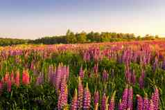 日出日落场紫色的羽扇豆清晰的数目
