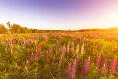 日出日落场紫色的羽扇豆清晰的夏天一天清晰的万里无云的天空桦木树背景