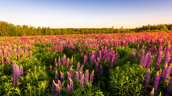 日出日落场紫色的羽扇豆清晰的夏天一天清晰的万里无云的天空桦木树背景