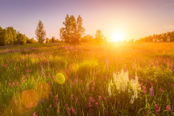 日落黎明场紫色的白色羽扇豆野生康乃馨年轻的桦树清晰的夏天天气清晰的万里无云的天空