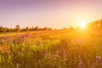 日落黎明场紫色的羽扇豆野生康乃馨年轻的桦树清晰的夏天天气清晰的万里无云的天空