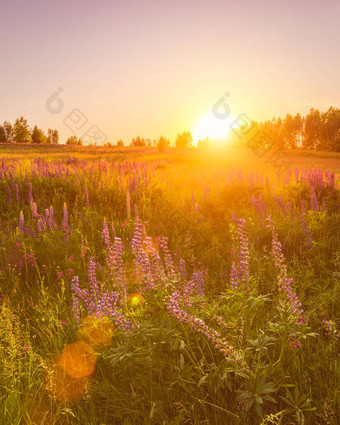 日落黎明场紫色的羽扇豆野生康乃馨年轻的桦树<strong>清晰</strong>的夏天天气<strong>清晰</strong>的万里无云的天空