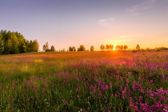 日落黎明场紫色的野生康乃馨年轻的桦树清晰的夏天天气清晰的万里无云的天空