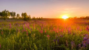 日落黎明场紫色的羽扇豆野生康乃馨年轻的桦树清晰的夏天天气清晰的万里无云的天空
