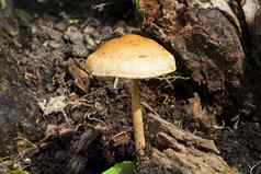 林地真菌蘑菇秋天