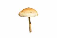 棕色（的）小蘑菇真菌真菌白色背景