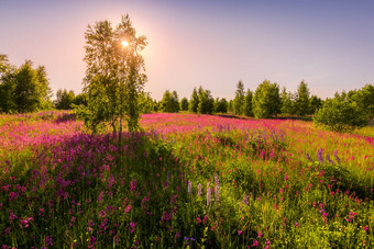 日落黎明场紫色的野生康乃馨年轻的桦树清晰的夏天天气清晰的万里无云的天空