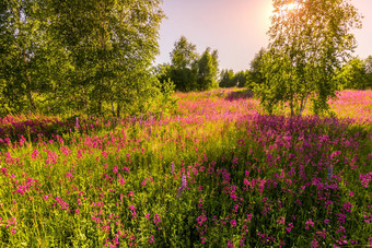日落黎明场紫色的野生康乃馨年轻的桦树清晰的夏天天气清晰的<strong>万里</strong>无云的天空
