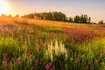 日落黎明场紫色的白色羽扇豆野生康乃馨年轻的桦树清晰的夏天天气清晰的万里无云的天空