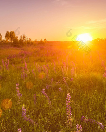 日落黎明场紫色的羽扇豆野生康乃馨年轻的桦树<strong>清晰</strong>的夏天天气<strong>清晰</strong>的万里无云的天空