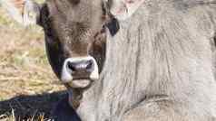 农场动物自由概念特写镜头动物的鼻口光棕色（的）牛相机