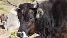 农场动物自由概念关闭动物的鼻口黑暗棕色（的）牛免费的草地