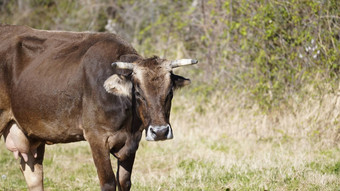 农场动物自由概念黑暗快乐棕色（的）牛啃食自由草地