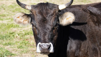 农场动物自由概念特写镜头动物的鼻口黑暗棕色（的）牛相机