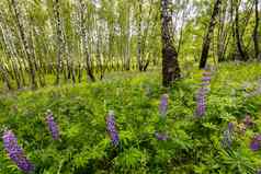 紫色的羽扇豆桦木森林树干夏天一天