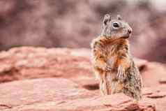 大峡谷松鼠野生动物可爱的毛茸茸的动物相机大峡谷旅游吸引力