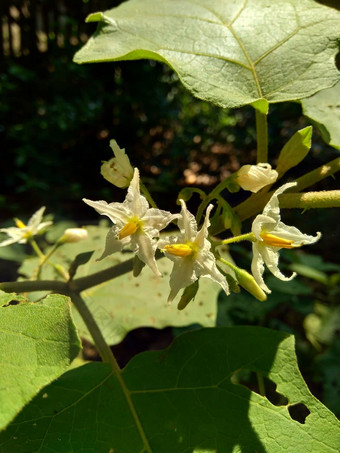 茄属植物托瓦姆火鸡浆果rickly茄属植物shoo-shoo布什野生<strong>茄子</strong>(2008年)<strong>茄子</strong>(2008年)<strong>茄子</strong>康德ɔ那个康苏苏阿一般被称为pokak<strong>茄子</strong>花最小的<strong>茄子</strong>