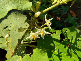 茄属植物托瓦姆火鸡浆果rickly茄属植物shoo-shoo布什野生茄子(2008年)茄子(2008年)茄子康德ɔ那个康苏苏阿一般被称为pokak茄子花最小的茄子