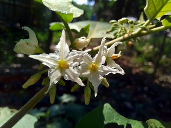 茄属植物托瓦姆火鸡浆果rickly茄属植物shoo-shoo布什野生茄子(2008年)茄子(2008年)茄子康德ɔ那个康苏苏阿一般被称为pokak茄子花最小的茄子