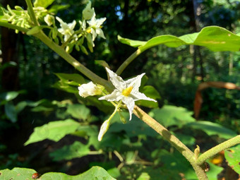 茄属植物托瓦姆火鸡浆果rickly茄属植物shoo-shoo布什野生<strong>茄子</strong>(2008年)<strong>茄子</strong>(2008年)<strong>茄子</strong>康德ɔ那个康苏苏阿一般被称为pokak<strong>茄子</strong>花最小的<strong>茄子</strong>