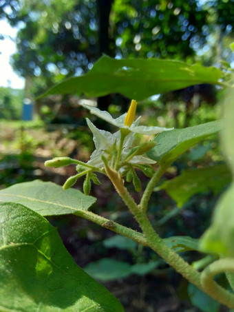 茄属植物托瓦姆火鸡浆果rickly茄属植物shoo-shoo布什野生茄子(2008年)茄子(2008年)茄子康德ɔ那个康苏苏阿一般被称为pokak茄子花最小的茄子