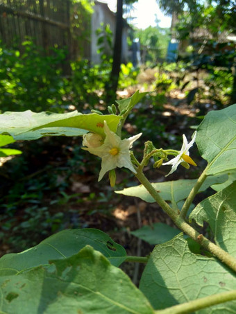 茄属植物托瓦姆火鸡浆果rickly茄属植物shoo-shoo布什野生<strong>茄子</strong>(2008年)<strong>茄子</strong>(2008年)<strong>茄子</strong>康德ɔ那个康苏苏阿一般被称为pokak<strong>茄子</strong>花最小的<strong>茄子</strong>