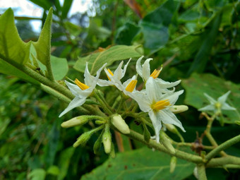 茄属植物托瓦姆火鸡浆果rickly茄属植物shoo-shoo布什野生<strong>茄子</strong>(2008年)<strong>茄子</strong>(2008年)<strong>茄子</strong>康德ɔ那个康苏苏阿一般被称为pokak<strong>茄子</strong>花最小的<strong>茄子</strong>