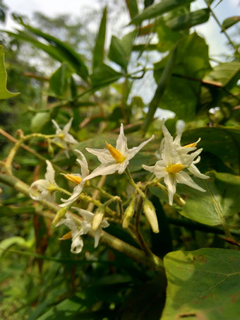 茄属植物托瓦姆火鸡浆果rickly茄属植物shoo-shoo布什野生茄子(2008年)茄子(2008年)茄子康德ɔ那个康苏苏阿一般被称为pokak茄子花最小的茄子