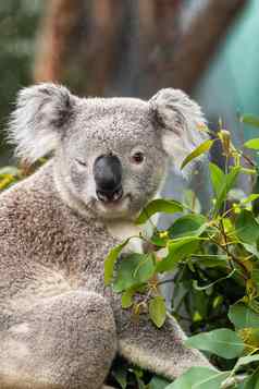 有趣的考拉动物眨眼闪烁的可爱的眨眼相机悉尼动物园澳大利亚澳大利亚野生动物动物