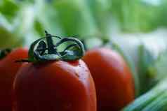 健康的营养新鲜的生蔬菜关闭细节番茄前景绿色蔬菜背景散景效果
