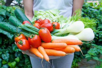 健康的营养新鲜的生蔬菜女人的持有集团沙拉成分选生菜西红柿黄瓜茴香春天洋葱胡萝卜