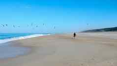 单男人。只有旅行者走瑞姆海岸海洋海滩集团海鸥蓝色的天空沙滩上北葡萄牙