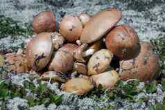 美味的新鲜野生可食用的蘑菇收集秋天