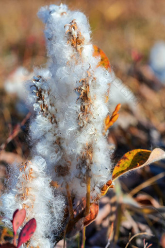 柳树arctica北极柳树小爬柳树家庭杨柳科低<strong>青春</strong>期的灌木银色的柔滑的头发特写镜头视图植物